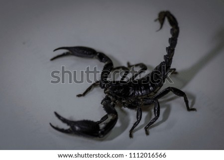 Close up scorpion of white background.