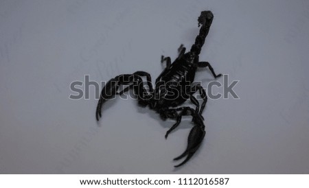 Close up scorpion of white background.