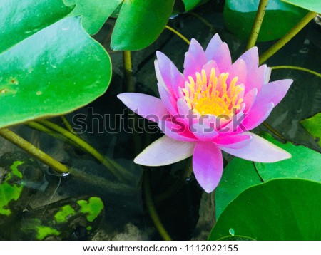 Blurry pink lotus or waterlily flower and leaf.