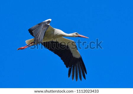 White Stork in flight, against blue sky