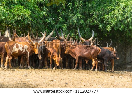 Flock of watusi  in a zoo