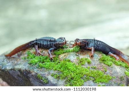 Salamanders are a group of amphibians typically characterized by a lizard-like appearance.