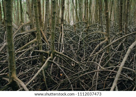 Root in mangrove fores