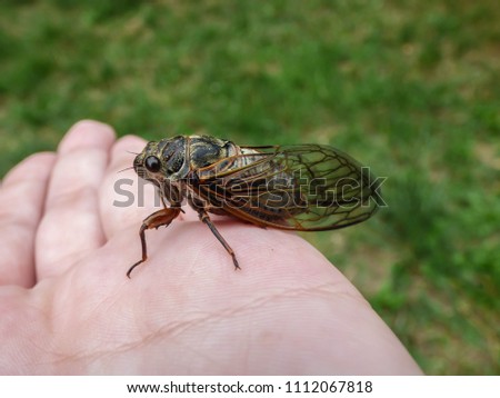 Single adult cicada Tibicina haematodes with orange veins on the wings on the hand