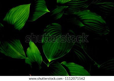 Background photo. The large leaves of the garden flower are green.