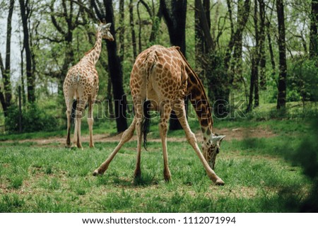 giraffes in the wild world 