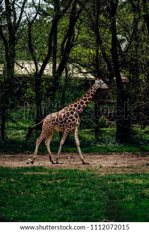 giraffes in the wild world 