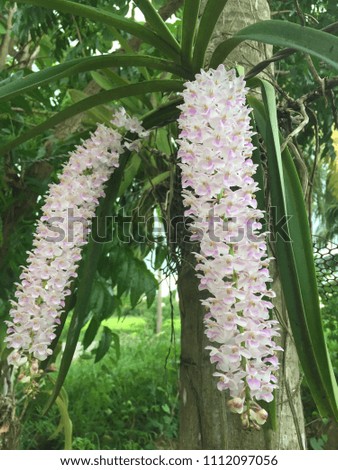 Thai Orchid flower