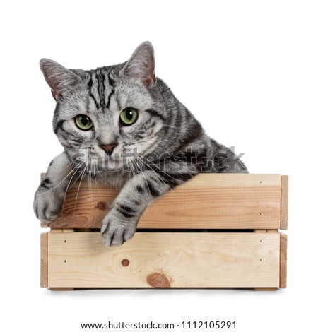 Handsome black silver tabby British Shorthair cat hanging curiously over edge in wooden box isolated on white background and looking at camera