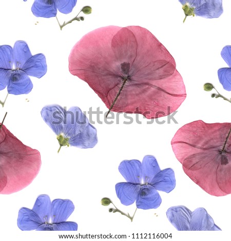Flower poppy dry pressed plants. Isolated on white background.