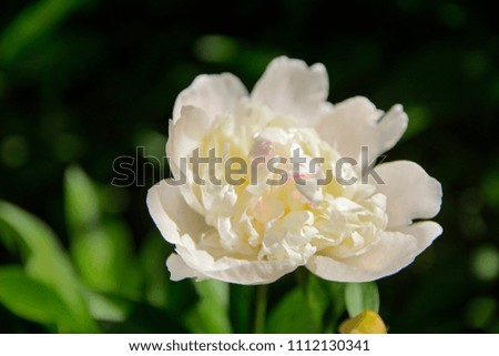 White rose close-up against a background of green leaves and a blurred background. Concept of shallow depth of field. In the category of the creative background of the screen saver, wallpaper.