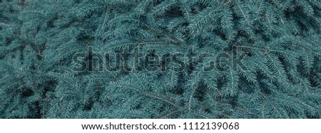 Coniferous evergreen  spruce trees wallpaper.  Banner green evergreen background. Shallow depth of field.