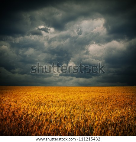 Dark stormy clouds over wheat field. Square panorama from two photos
