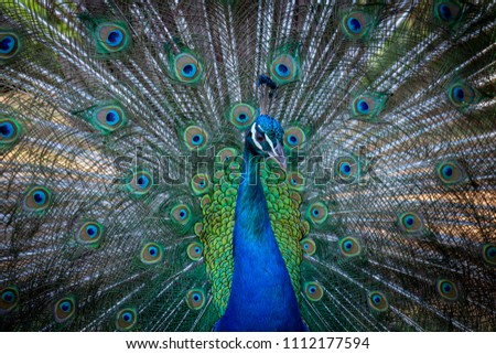 peacock flared tail feathers blue peafowl beautiful bird of the wildlife nature