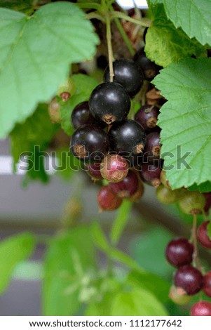 Gardening, cultivation, agriculture and care of vegetables and fruit concept: close-up of young black currants on branches in the garden.