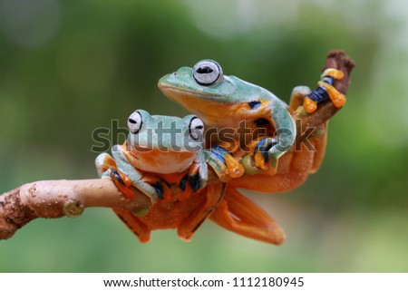Tree frog, flying frog, animal