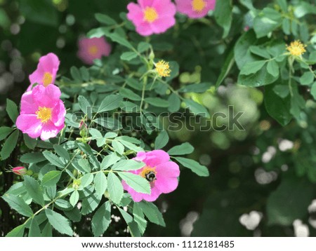 Wild rose bush in the country