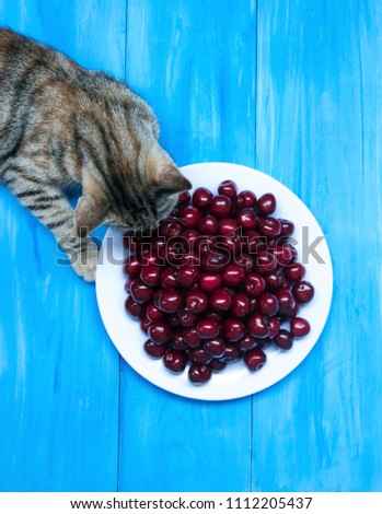 Grey cat on blue background with a plate of cherries.