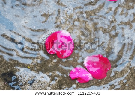rose petals in water. water drops. rain. puddle. roses. background