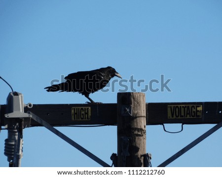 Black crow sitting on top of a high voltage pole, with clear blue sky background