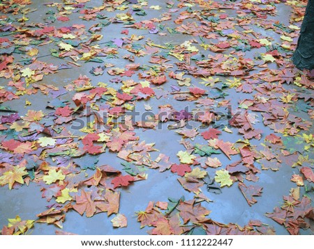 Beautiful background of fallen vivid color maple leaf such as yellow, orange, red and green on the floor in the park.