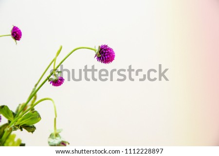Closeup of pretty purple flowers
