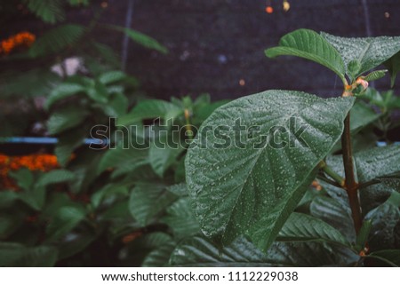 Green Leafs background