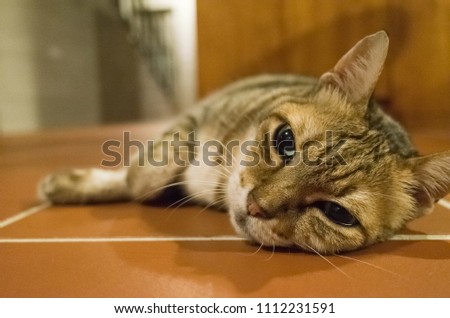 lazy tabby cat lying on ground at home