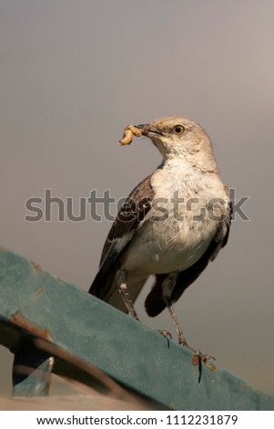 A Northern Mockingbird (Mimus polyglottus). Mockingbirds are passerine birds from the Mimidae family. They are known to mimic the sounds of other animals in their habitat.