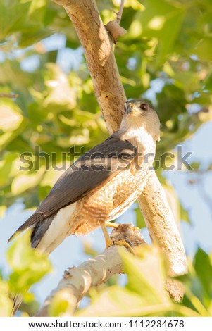 A Copper's Hawk (Accipiter cooperii) takes a meal in a tree near sundown. Cooper's hawk (Accipiter cooperii) is a medium-sized hawk native to the North American continent.