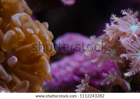Close up of gold LPS Hammer Coral (Euphyllia ancora) and Palm Tree polyps (Clove or Fern Polyps) coral (Clavularia Viridis.)