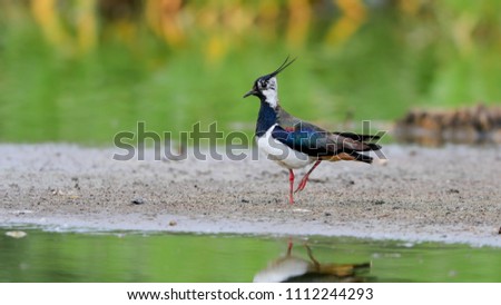 Close-up portrait of beautiful wader in a natural envirnment. Notrhen Lapwing, Vanellus vanellus. Royalty-Free Stock Photo #1112244293
