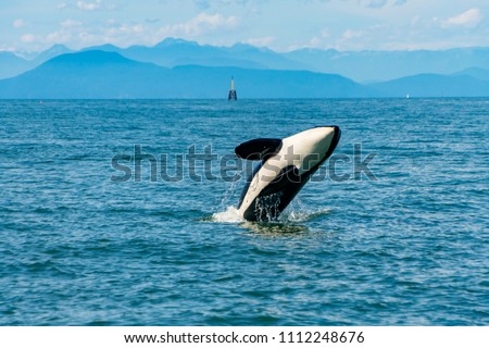 killer whale jump out of the blue ocean leaning to the side on a cloudy day Royalty-Free Stock Photo #1112248676