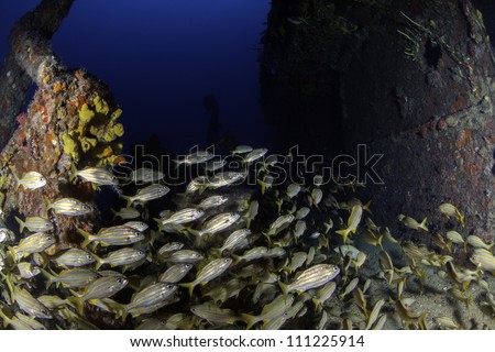 fisheye view of the inside of USCG Cutter Duane in Key Largo, Florida with giant school of yellowtail snappers Royalty-Free Stock Photo #111225914