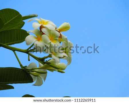 Beautiful of white plumeria flowers with green leaf and blue sky background.