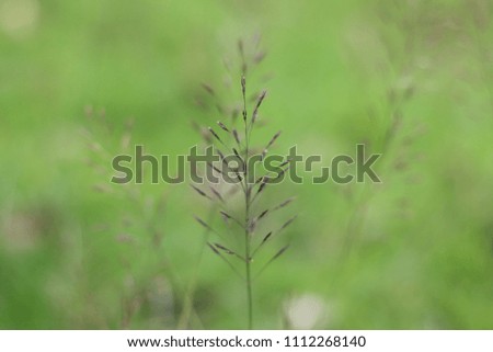 The grass was blown.
Grass flower for a background.
soft focus for background.
