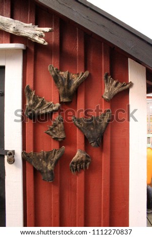 This detail photograph shows seal flippers which have been nailed to the wall on a boat house on Uto Island of the Finnish Archipelago in Finland between the mainland and Sweden.