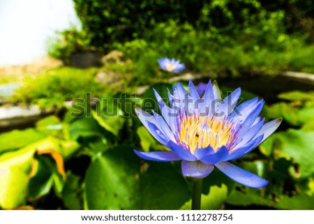
Blue lotus pond