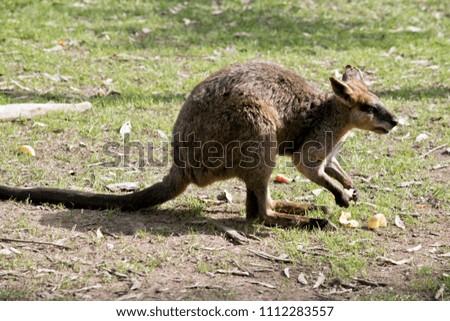this is a sde view of a swamp wallaby eating