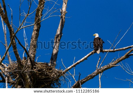 A Bald eagle, perched on tree branch, beside it's nest,with young eagle watching, pictured against a blue sky