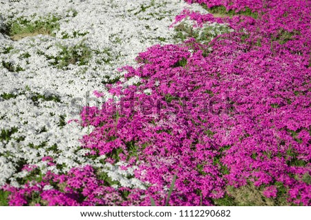 Bright summer floral background. Phlox flower field