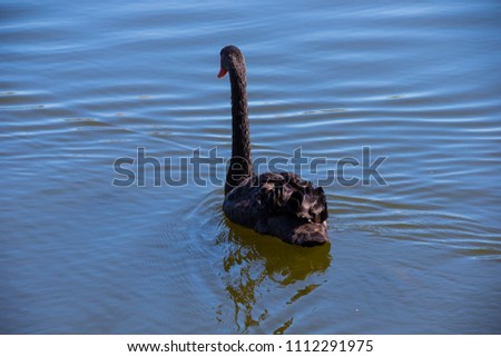 Black swan swimming