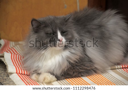 Chic fluffy gray with white Siberian cat