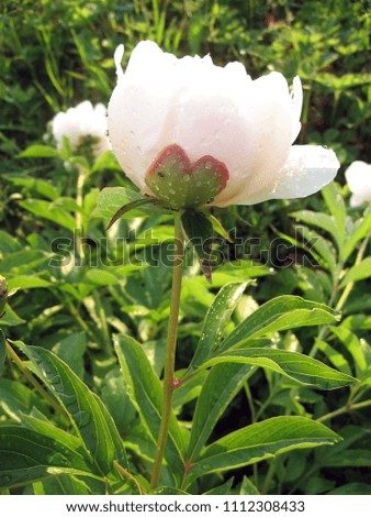 White peonies in the garden. Blooming white peony. Closeup of beautiful white Peonie flower. After the rain