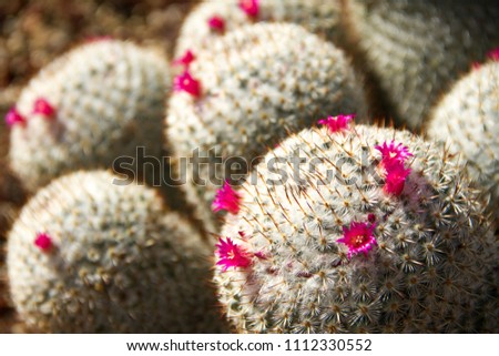 Incredible close-up of a cropping of several blooming Mammillaria Haageana cacti in a desert garden.