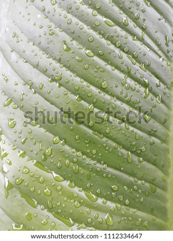 Drop water on green leaf in the nature