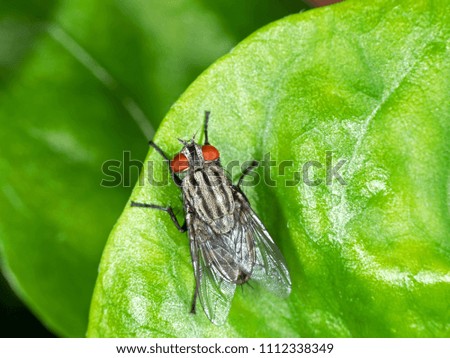 Macro Photography of House Fly on Green Leaf