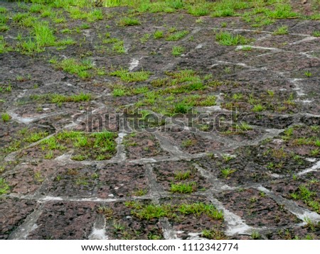 old brick floor have a grass