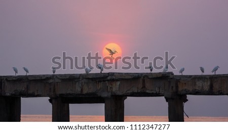 Flock of white seabirds on an old / damaged cement jetty bridge with big orange sunrise sky and sea in the background.