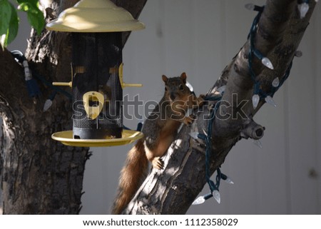 Squirrel sitting on a branch in a tree ,staring at a yellow bird feeder